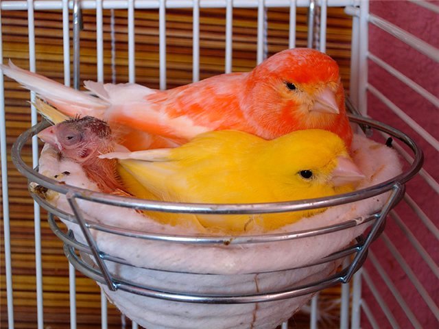 Содержание канареек и уход за ними в Кизеле