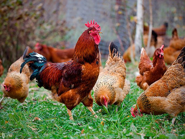 Породы куриц | ЗооТом - продажа, вязка и услуги для животных в Кизеле