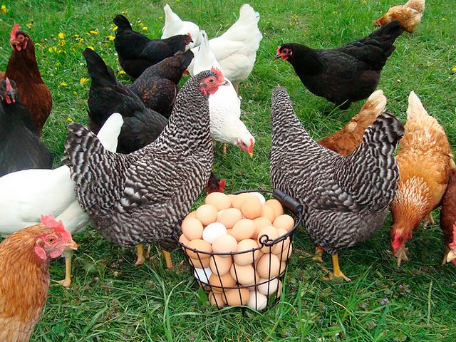 Содержание кур и уход за ними | ЗооТом - продажа, вязка и услуги для животных в Кизеле
