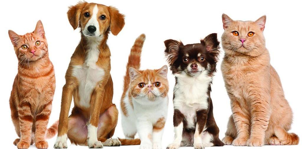 Доска объявлений о животных | ЗооТом - продажа, вязка и услуги для животных в Кизеле