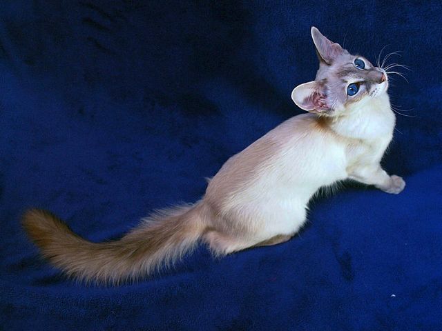 Выведенные породы кошек в Кизеле | ЗооТом портал о животных