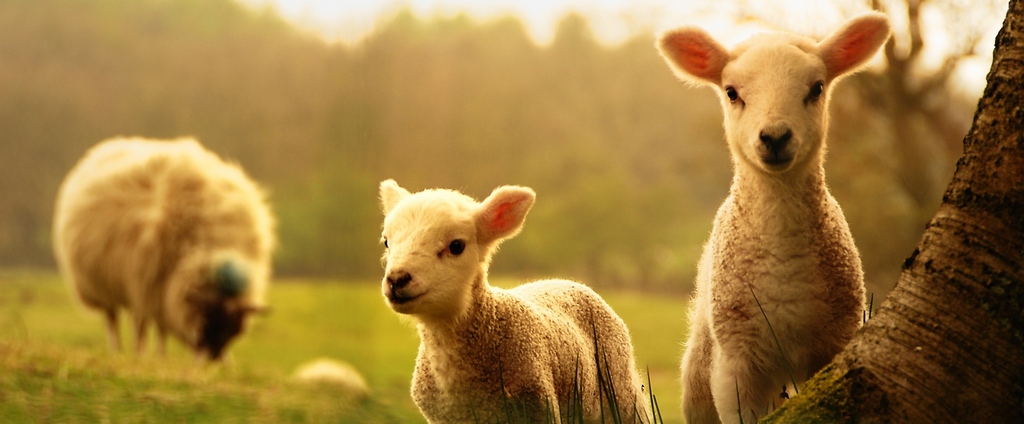Объявления о сельскохозяйственных животных | ЗооТом - продажа, вязка и услуги для животных в Кизеле