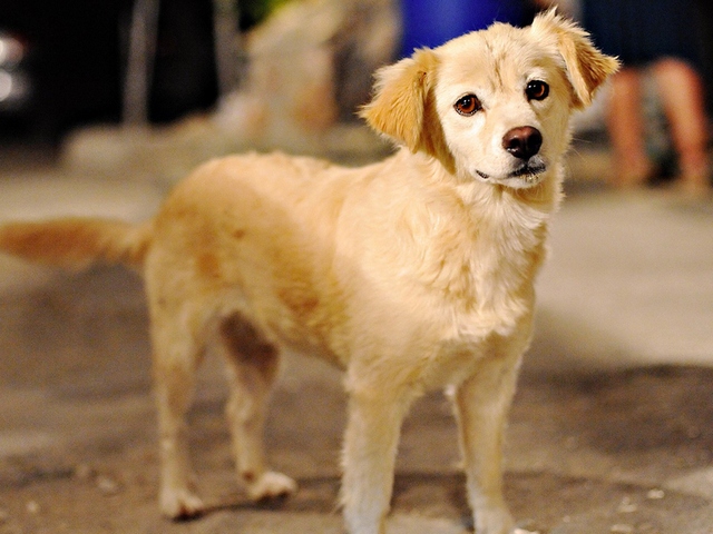 Породы собак в Кизеле | ЗооТом портал о животных