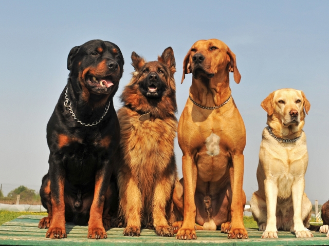 Крупные породы собак в Кизеле | ЗооТом портал о животных