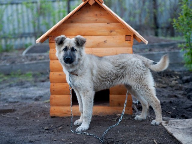 Все о собаках в Кизеле Все о собаках в Кизеле